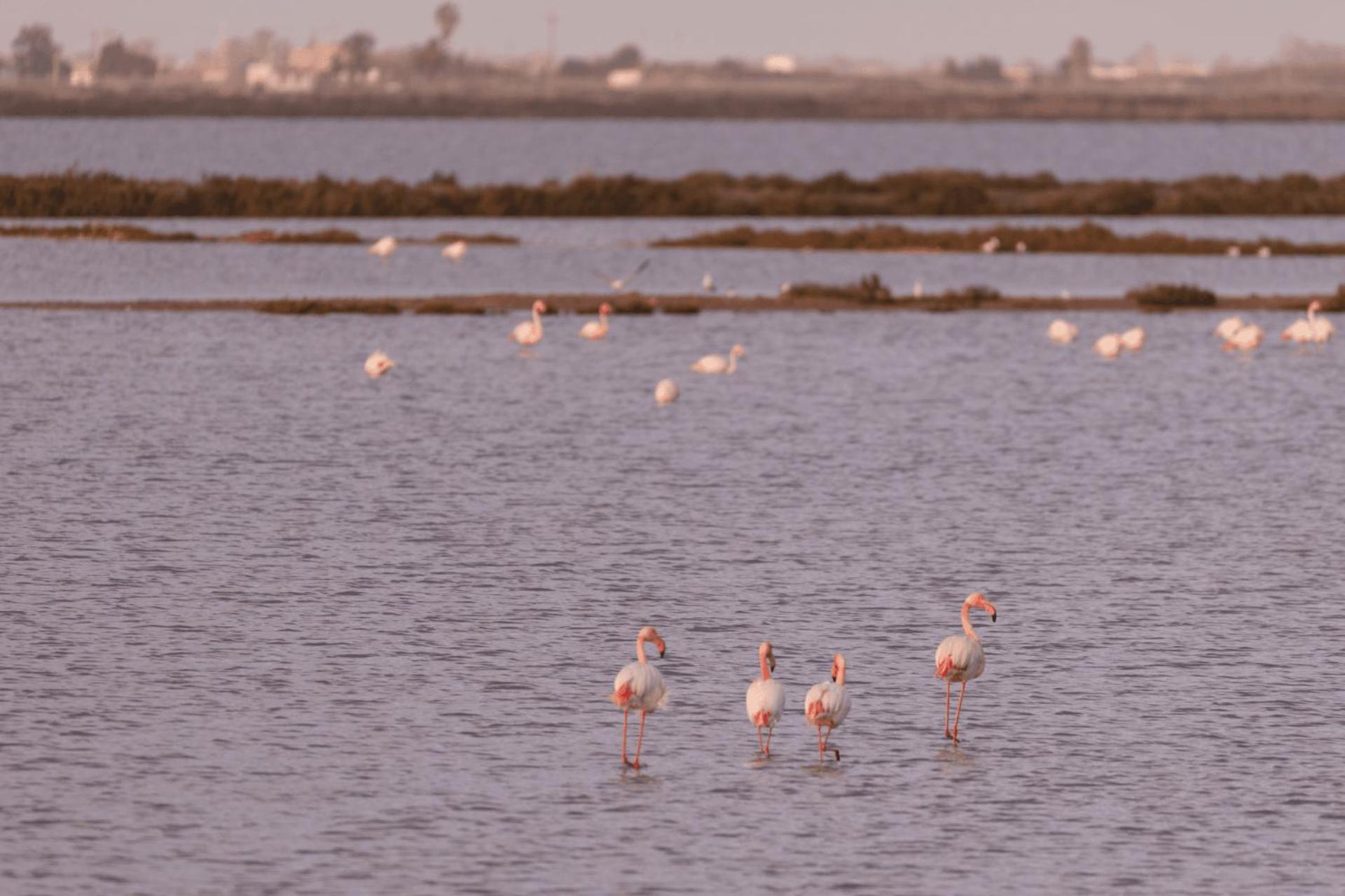 Готель Kampaoh Delta Del Ebro Ель-Побле-Ноу-дель-Дельта Екстер'єр фото